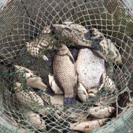南陵县黄金鲫 鲫鱼