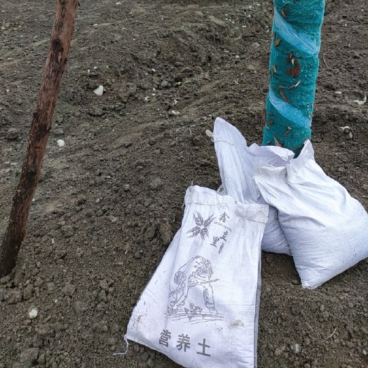 营养土绿化工程花卉绿植提高养分疏松土壤改良调节土质 @鑫立里