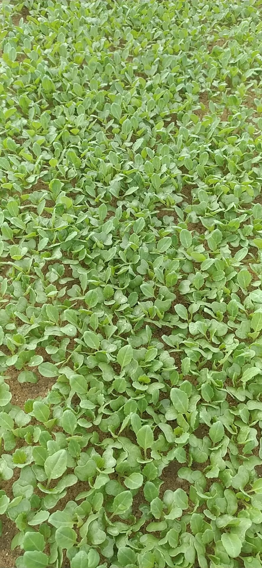 包菜苗 包菜，牛心包，自己苗场直销，福建地区更优惠，苗壮实，