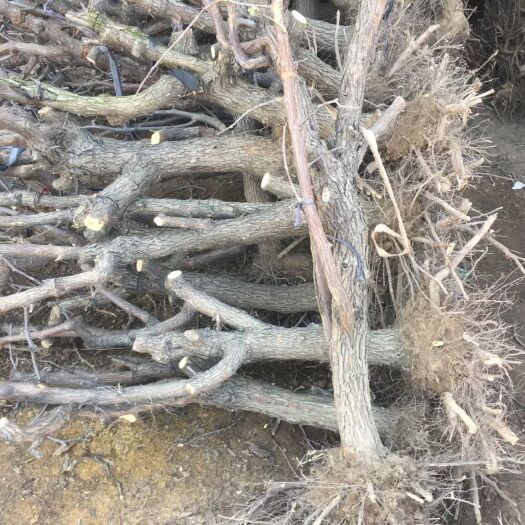 滨州 正宗的沾化冬枣树苗，各种型号都有。价格根据树苗的公分而定
