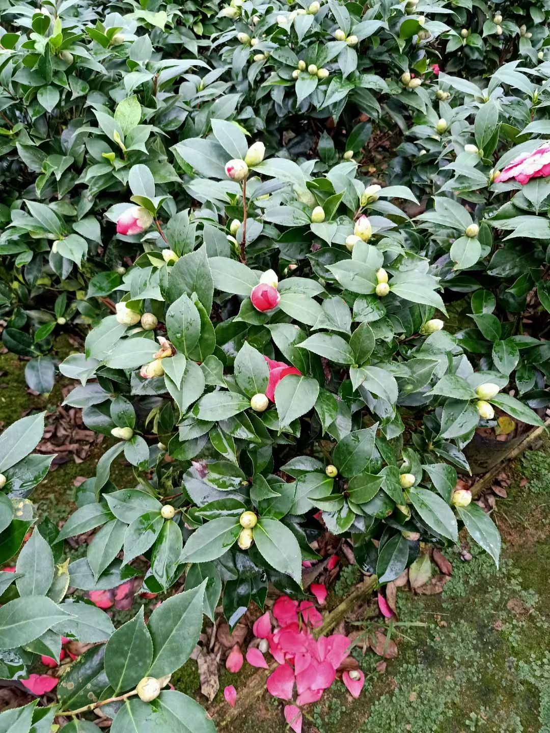 山茶花 23杯大红赤丹茶花  一件20盆