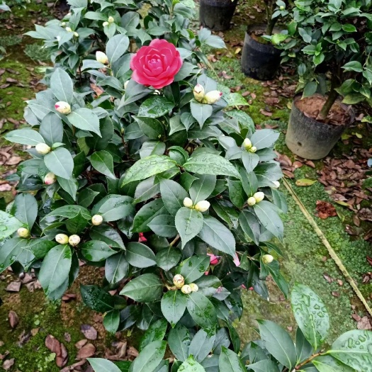 漳平市山茶花 23杯大红赤丹茶花  一件20盆