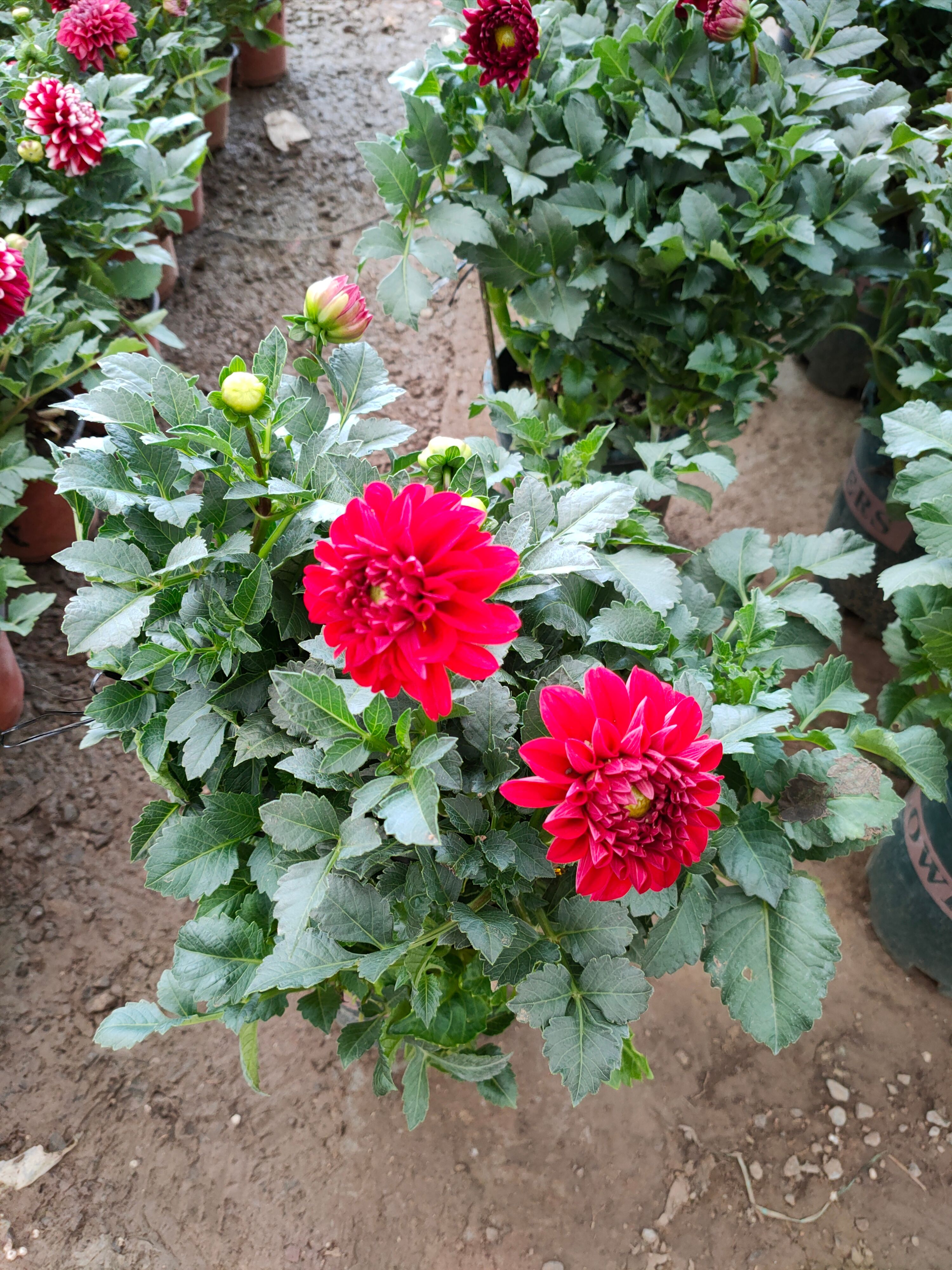小丽花