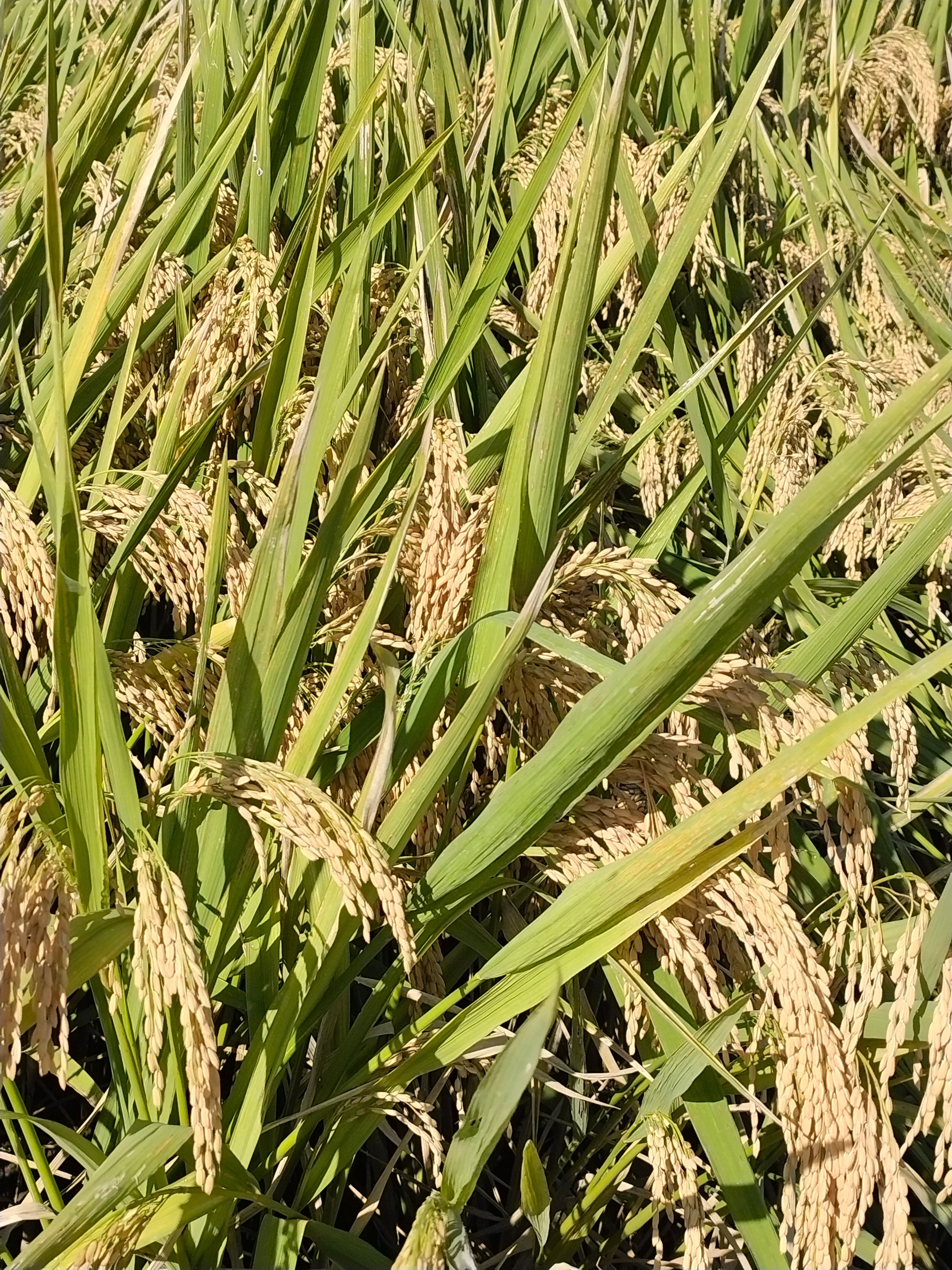 高山原产地，一年一季农家稻谷。山区无公害稻谷，日晒风干。