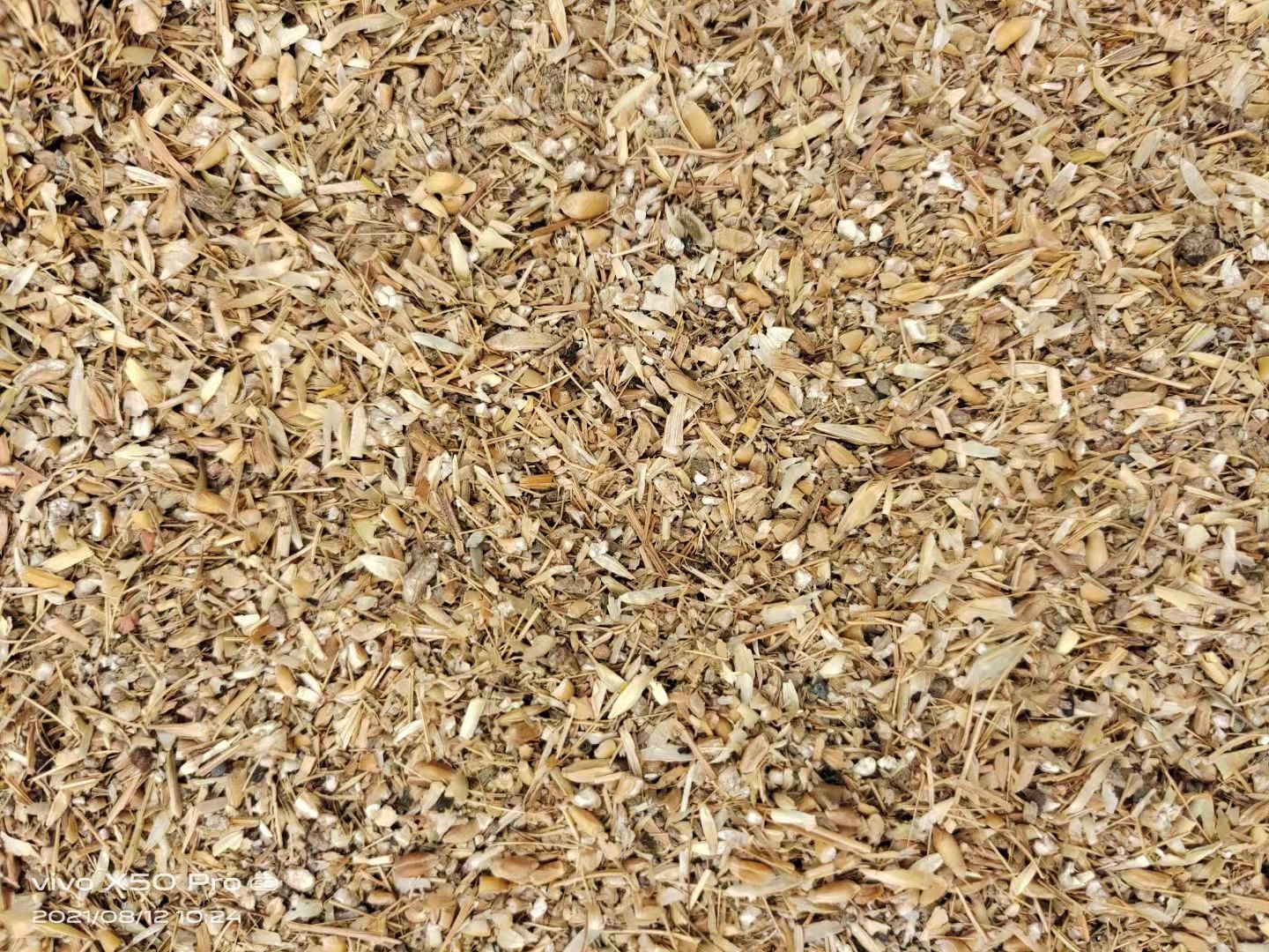 碎麦  碎小麦，厂家一手货源，干净整齐，量大从优