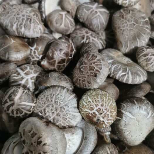 舞钢市花菇 纯手工 剪腿了