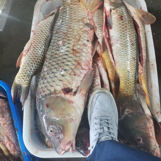 济宁开肚鲤鱼，三去鲤鱼，鲤鱼壳子