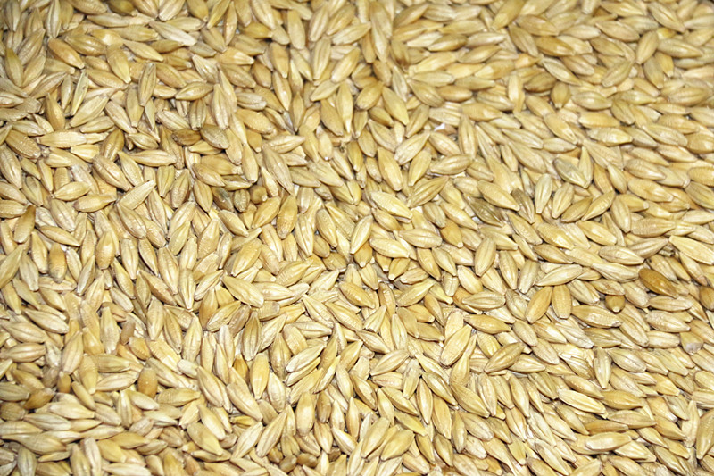 吉林大麦种子 大麦