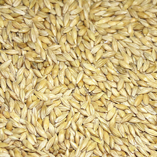 吉林市大麦种子 大麦