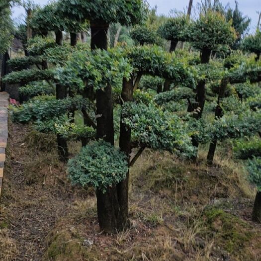 浏阳市造型罗汉松基地直销＃湖南造型赤楠＃湖南造型小叶女贞
