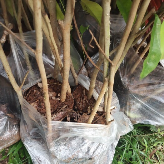 文昌市沉香苗 海南白木香杯苗