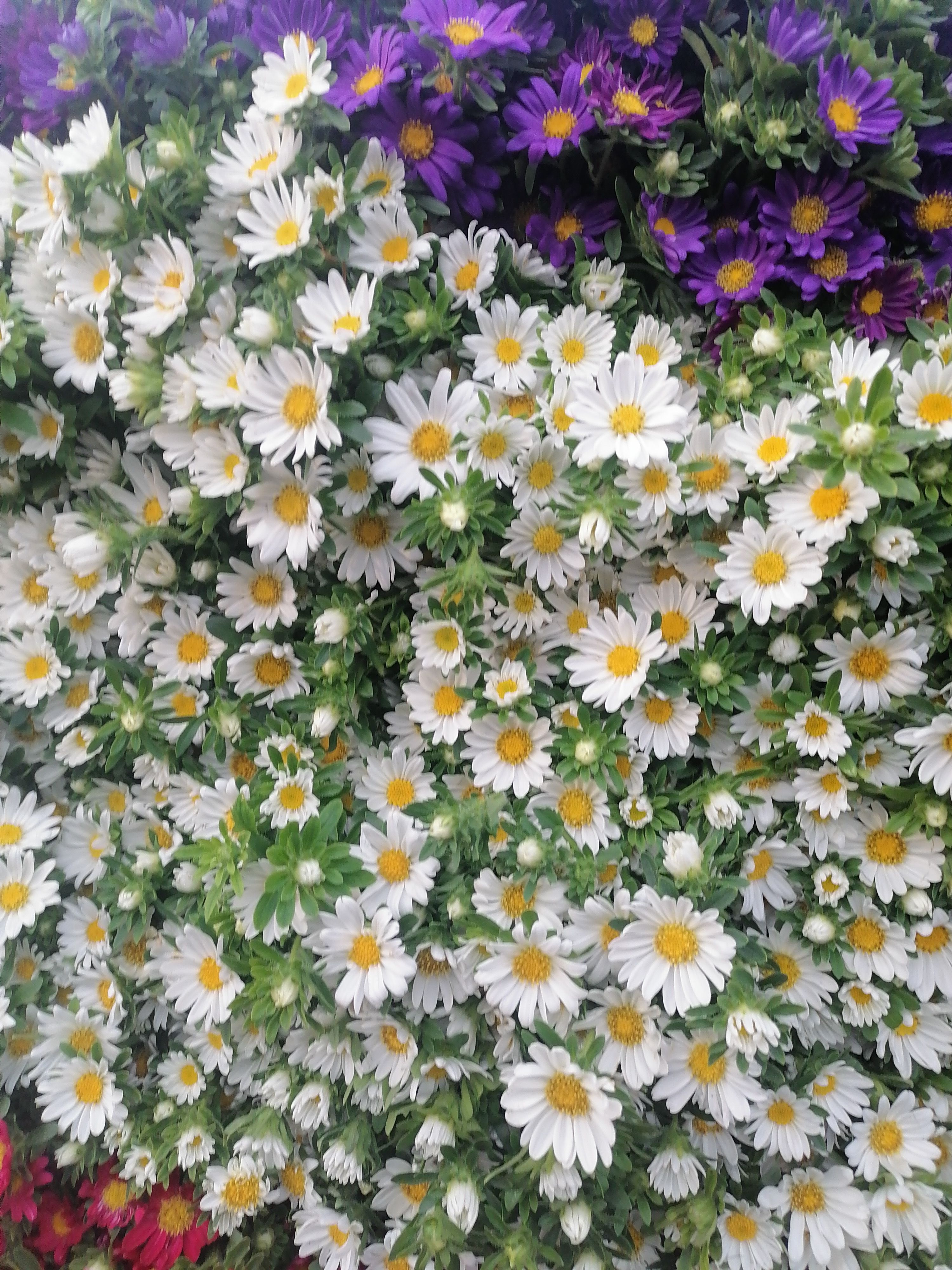 雏菊 小菊花，鲜花