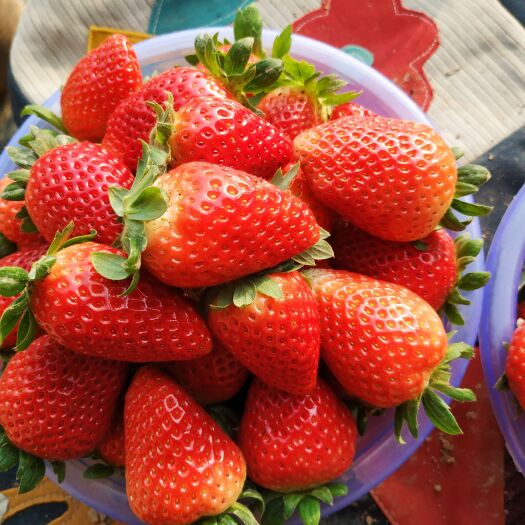 曲沃县奶油草莓 新鲜草莓