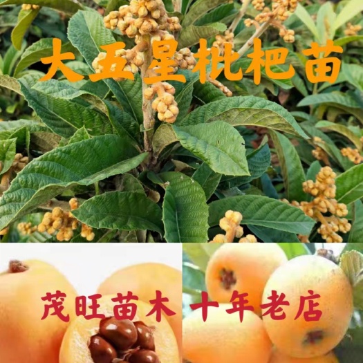 简阳市大五星枇杷苗，两年苗，零售，批发，品种质量保证
