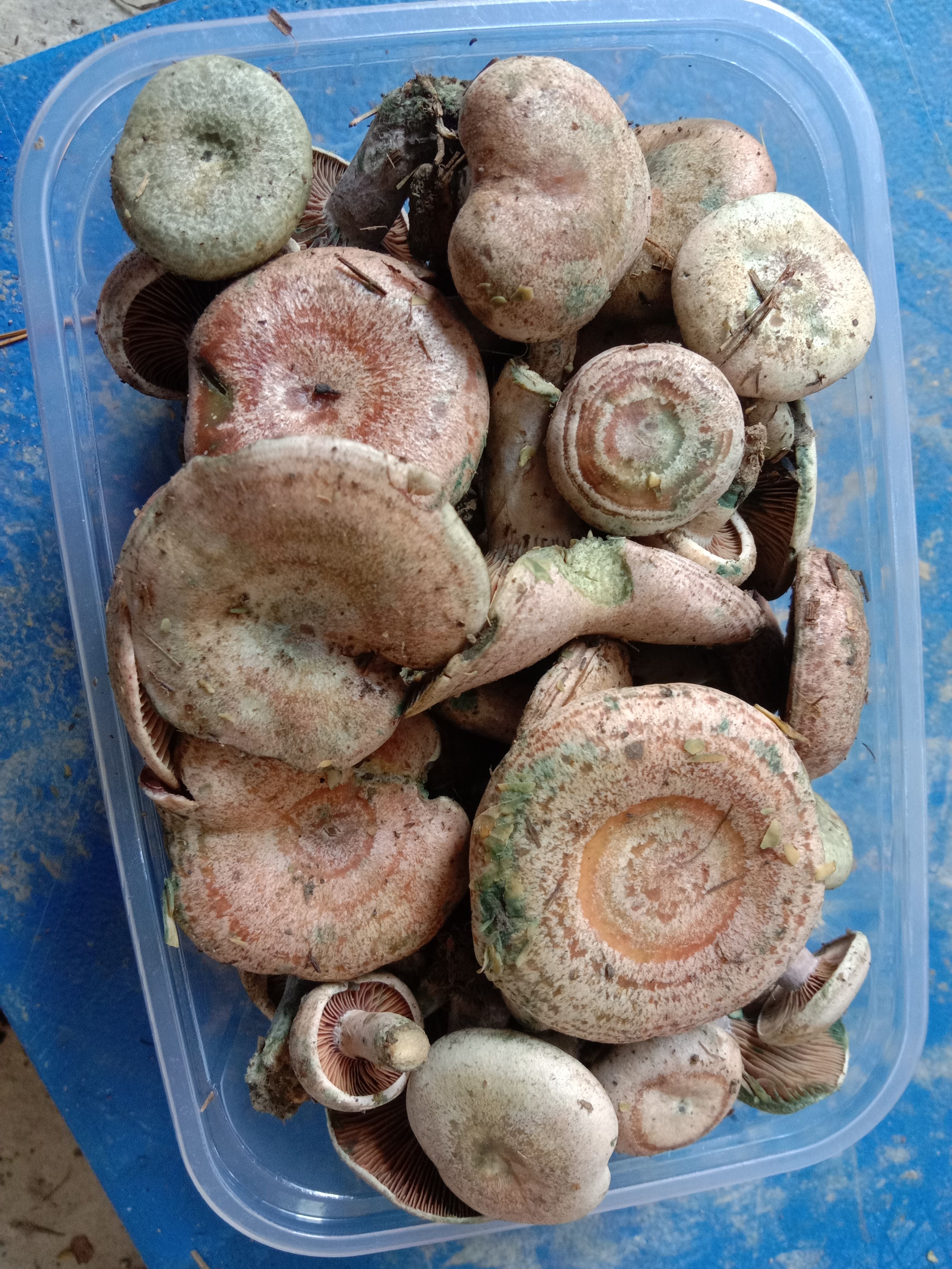 松树菌 新鲜松枞菌乌枞菌寒菌三九菇重阳菌