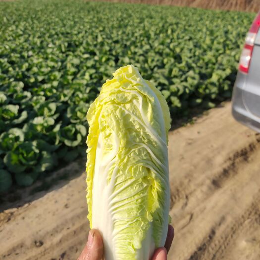 宜城市黄心娃娃菜  精品娃娃菜