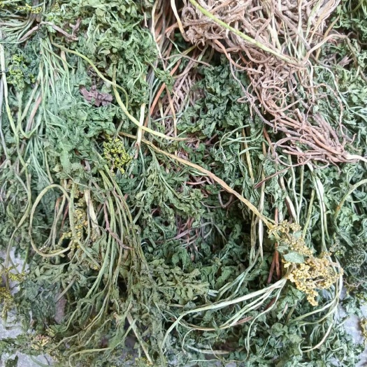 新县一朵云阴地蕨蛇不见自然生长鲜货干货背蛇生小春花独角蒿独脚金鸡