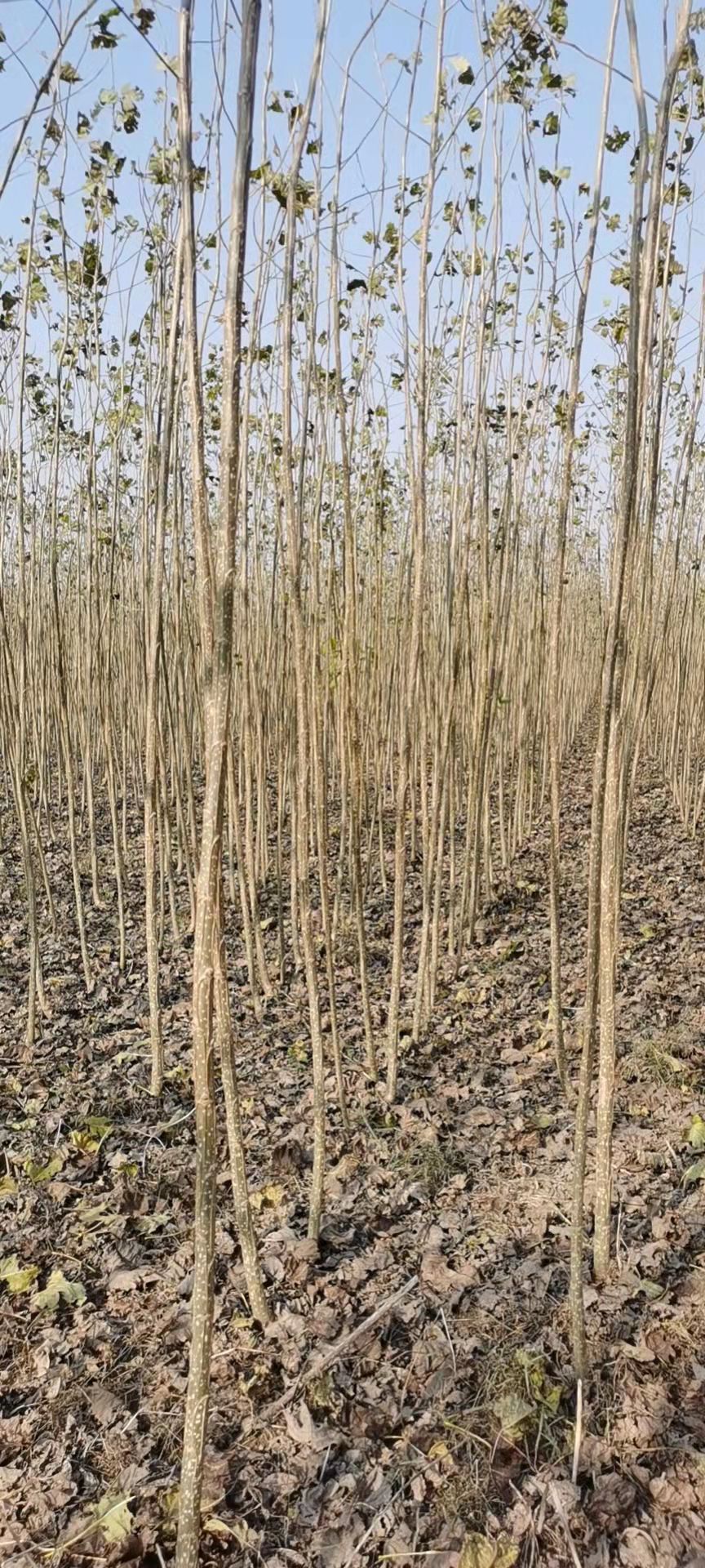 杨树苗 无絮杨树