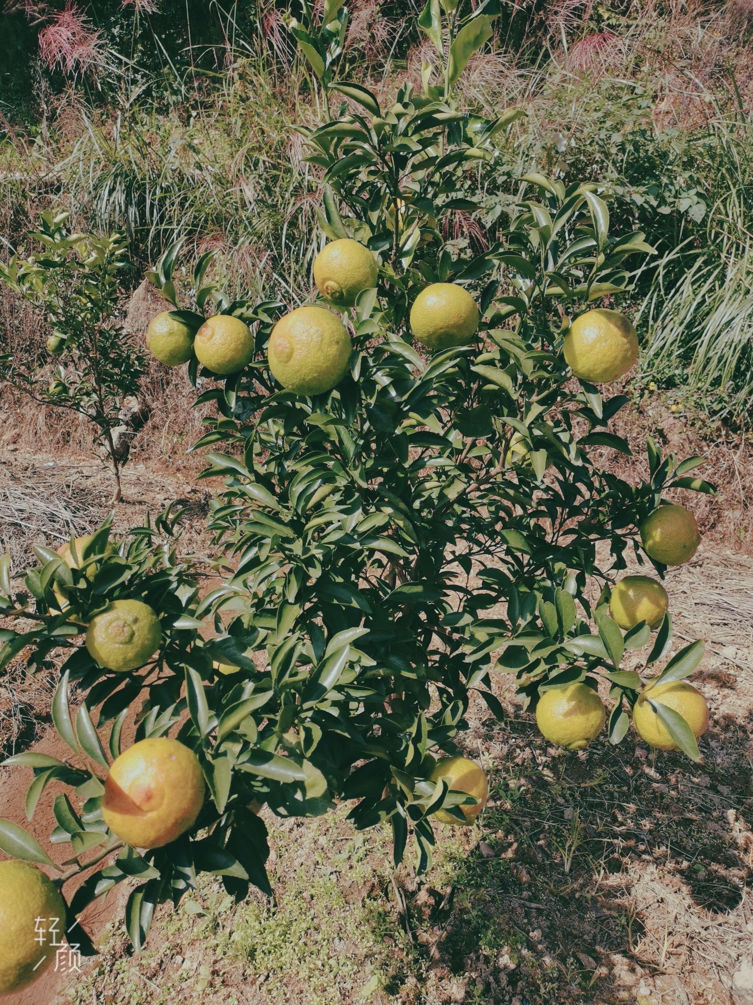 湖南果苗黄金贡柚苗春香小果柚苗柑橘柚子象山青果苗
