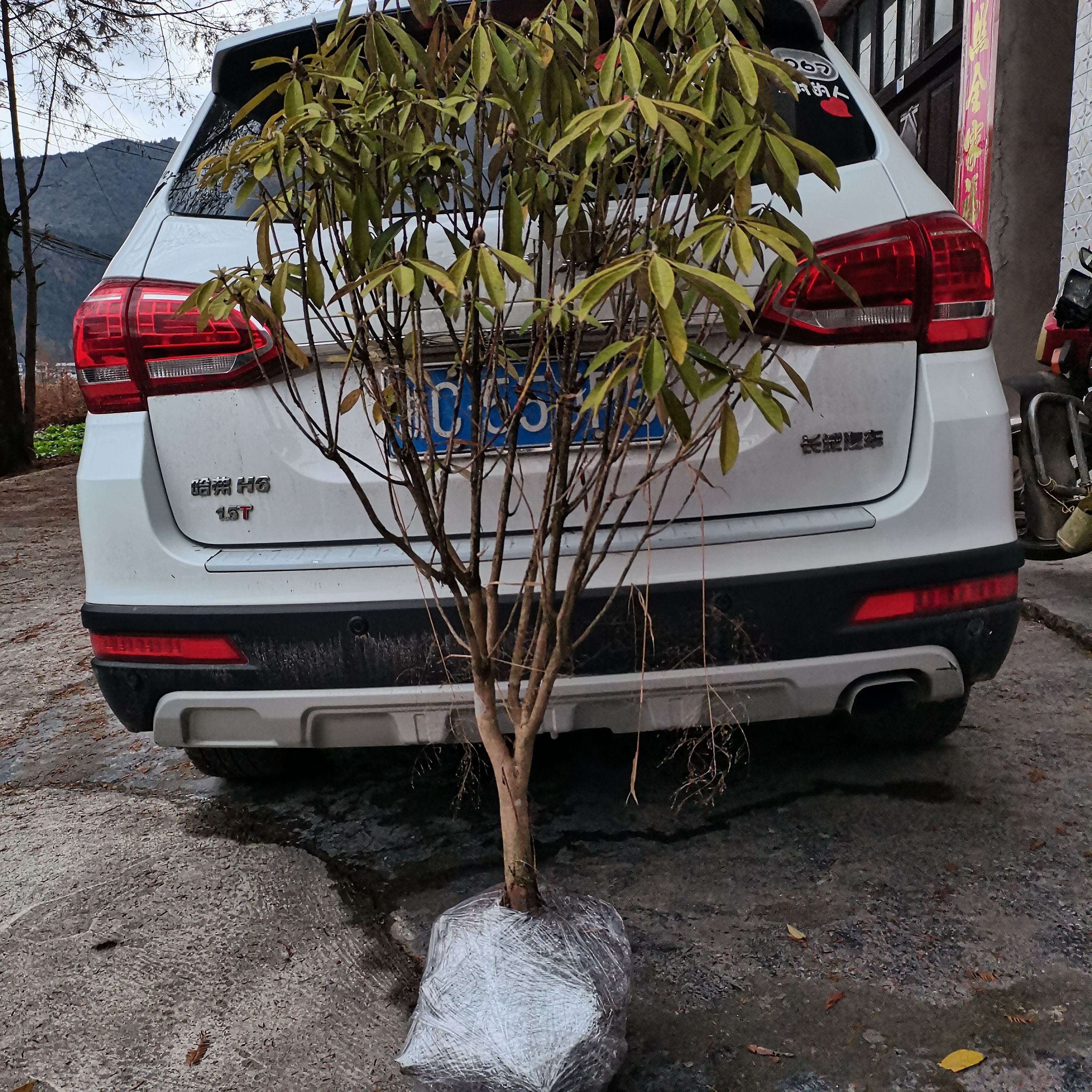 高山杜鹃  只有高山才有的杜鹃
