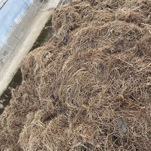南宫市大量出售韭菜根，黄韭盆景，质量好，价格美丽
