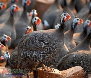 衡阳珍珠鸡苗 一手货源包运输存活包打疫苗 厂家直销
