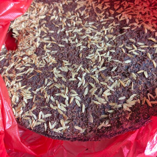 罗定市山茶油 茶油