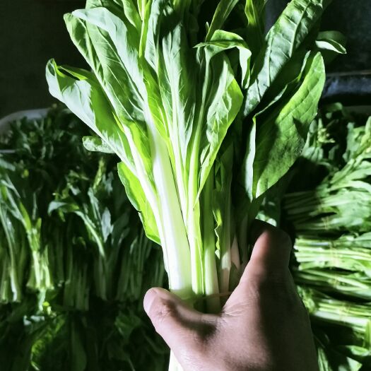 南县白菜苔