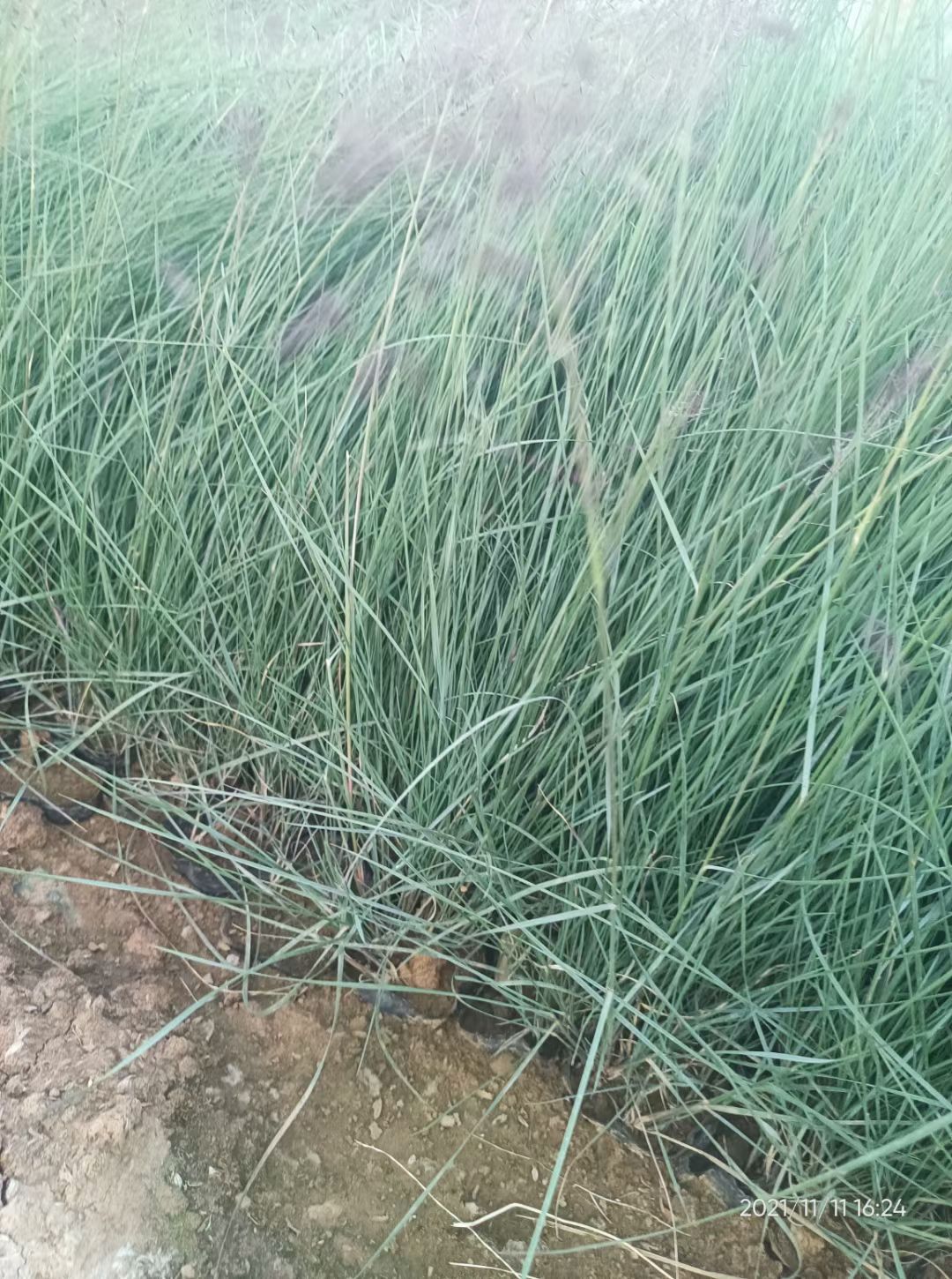  粉黛乱子草，粉黛乱子草种植基地，大量现货，质优价廉