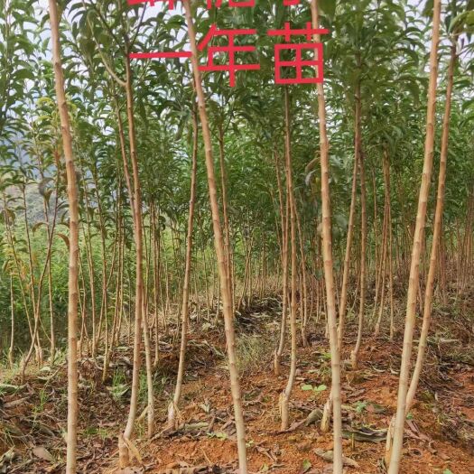 镇宁县李子树苗 蜂糖李苗   李子苗  六马蜂糖李苗