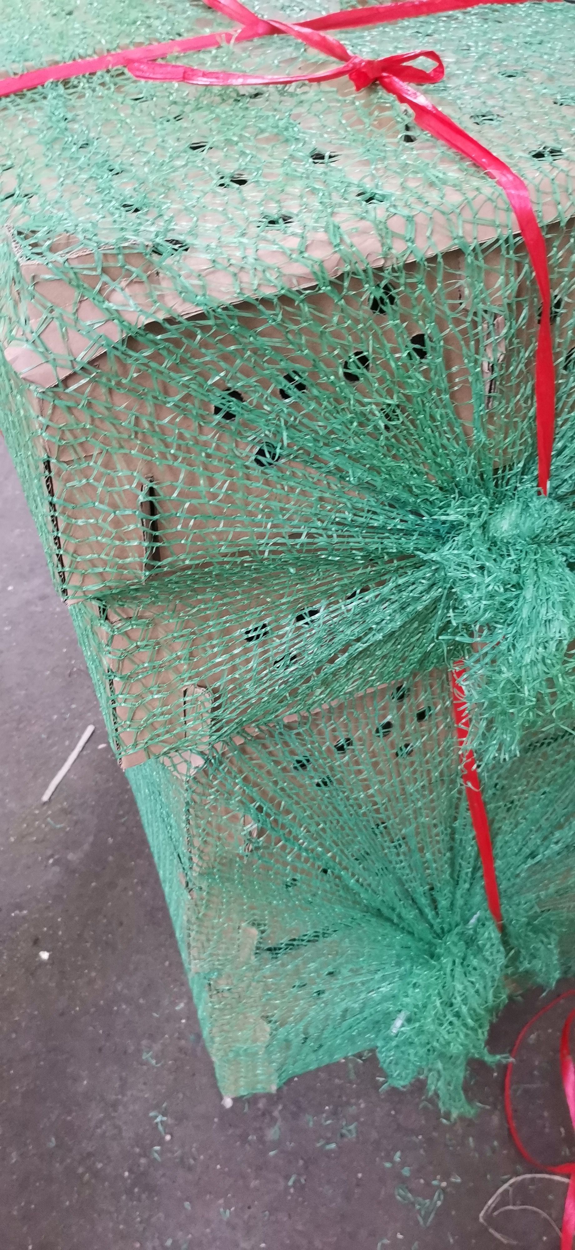 多蛋鸡苗 海兰灰蛋鸡苗 包发货包路损包打预苗