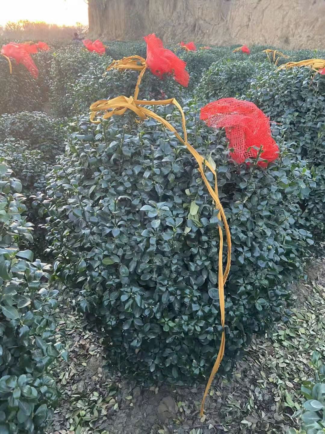 大叶黄杨球