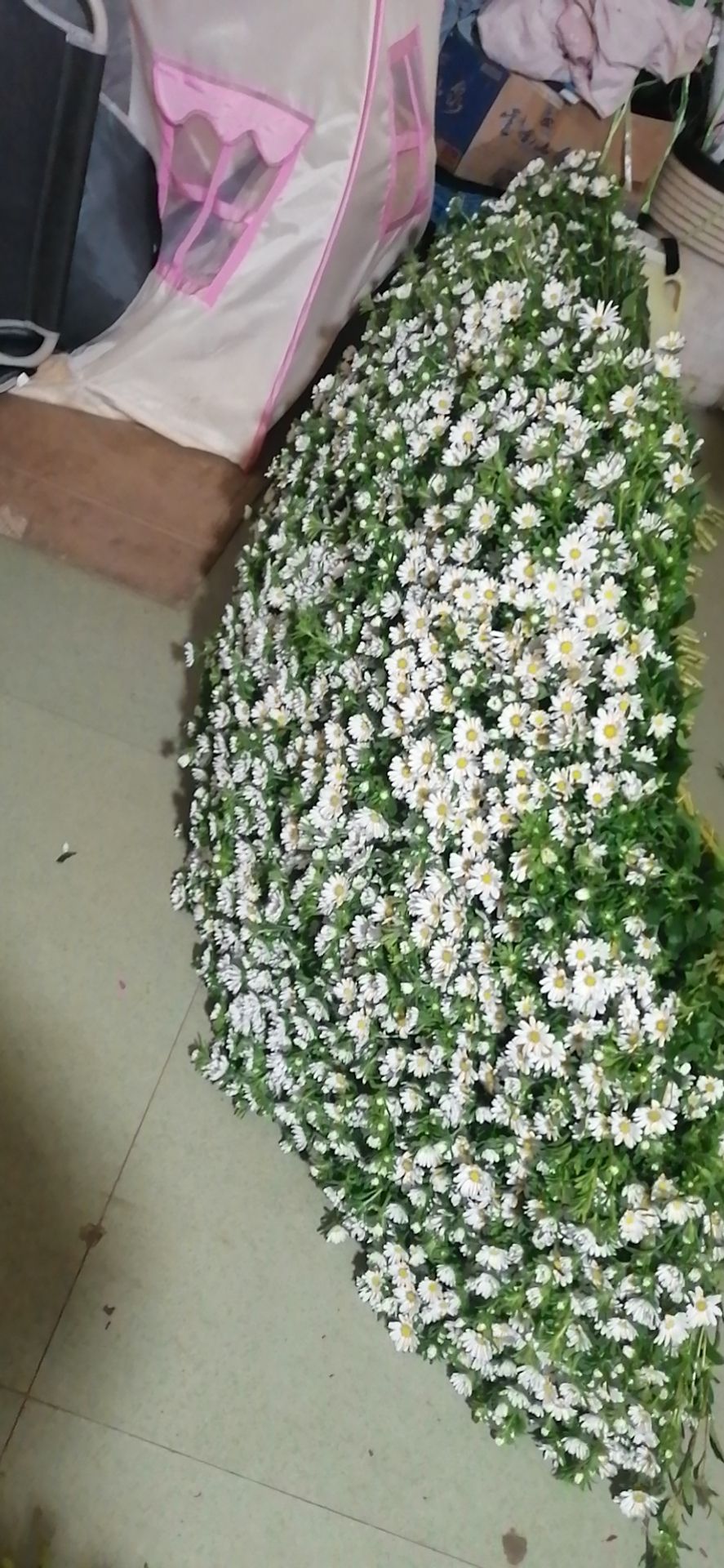 雏菊 小菊花，鲜花