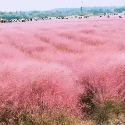 青州市 粉黛乱子草，粉黛乱子草种植基地，大量现货，质优价廉