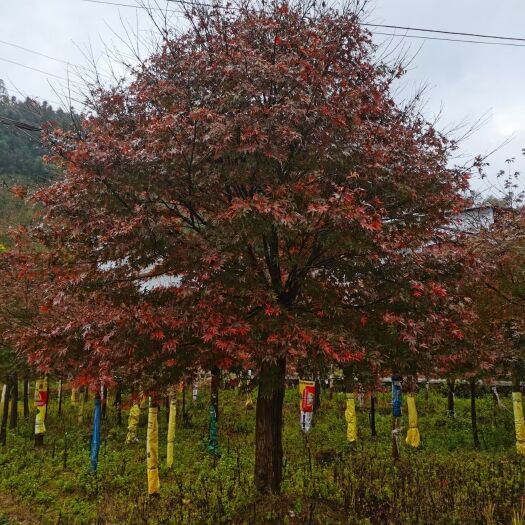 全州县三季红 精品嫁接红枫