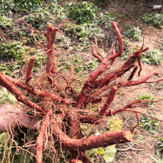 菏泽中药材种植基地供应优质航天丹参苗子。