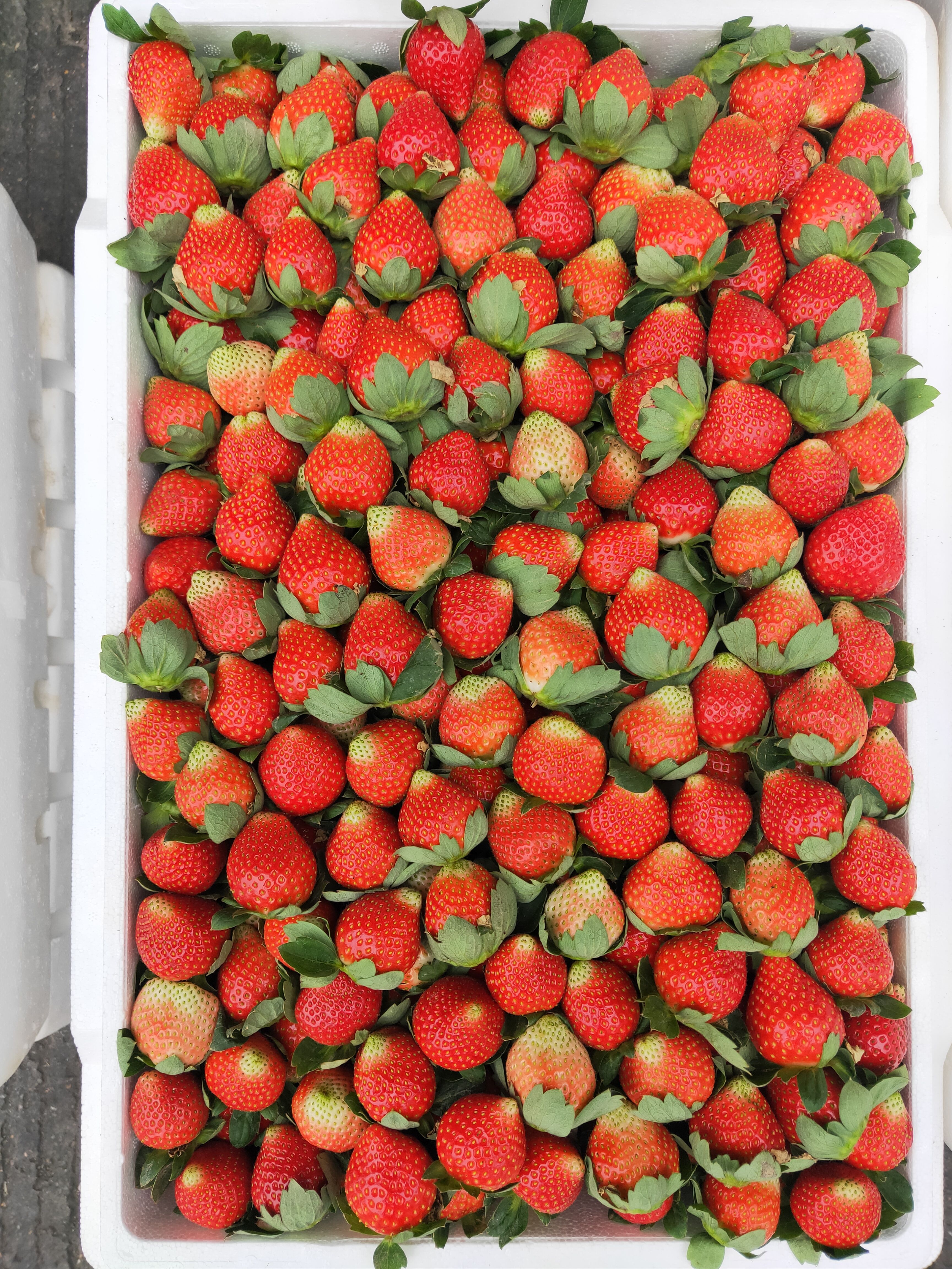 法兰地草莓  今年第一批次的草莓，欢迎来合作