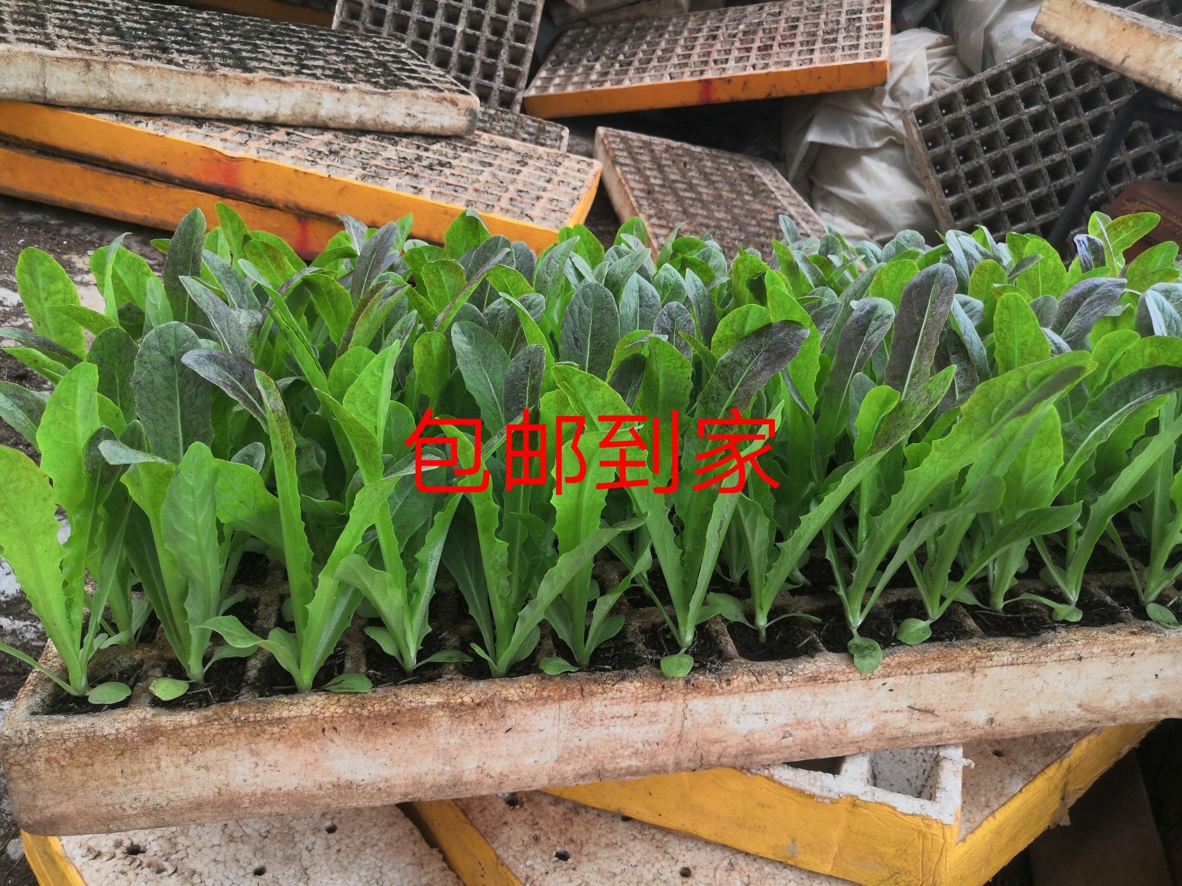 青香红尖莴笋苗，茶氏育苗有限公司，常年供应各种各样莴笋苗