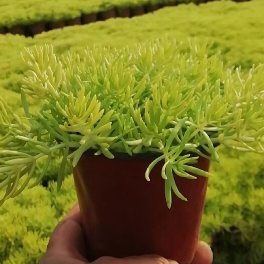 青州市金叶佛甲草（黄金条），种植基地直发，产量大，保证质量，