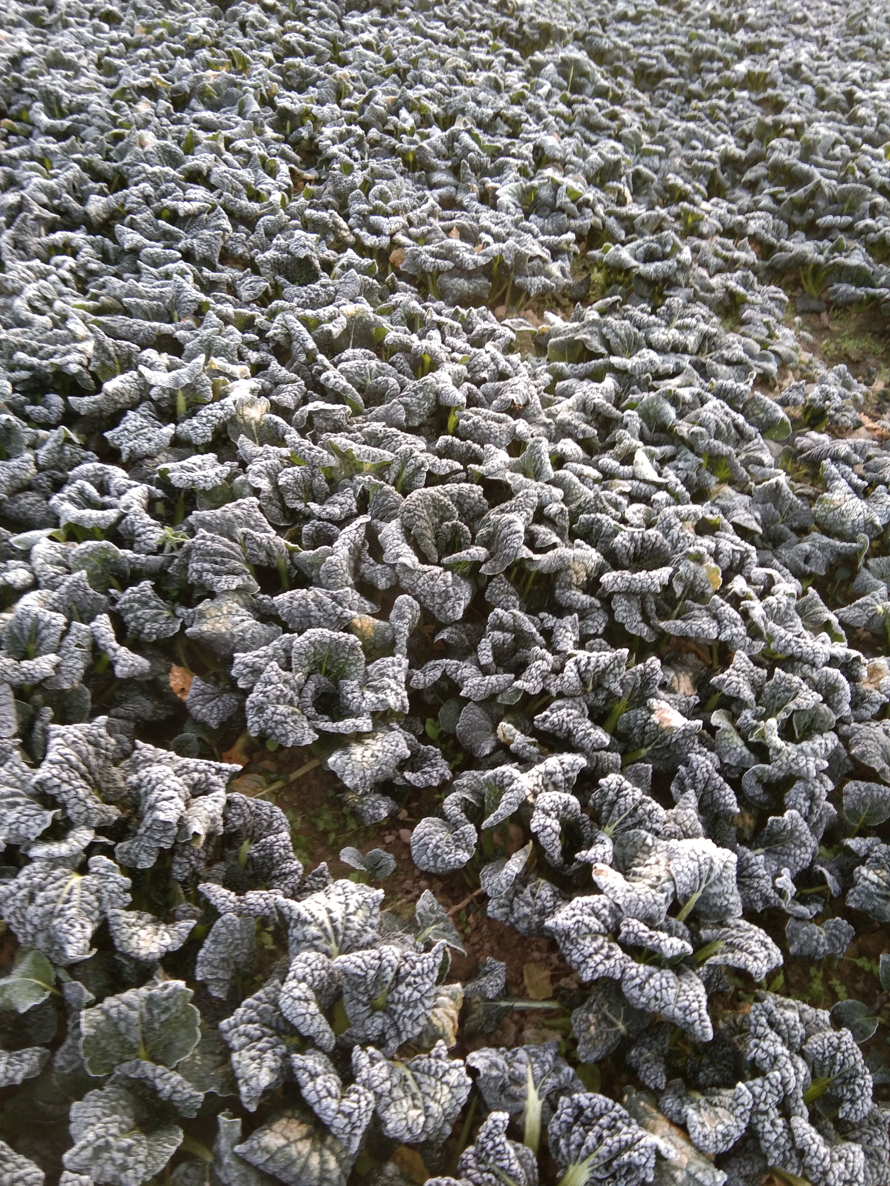 泡泡青  古老传统品种全露天栽培，霜打雪后品味更佳！