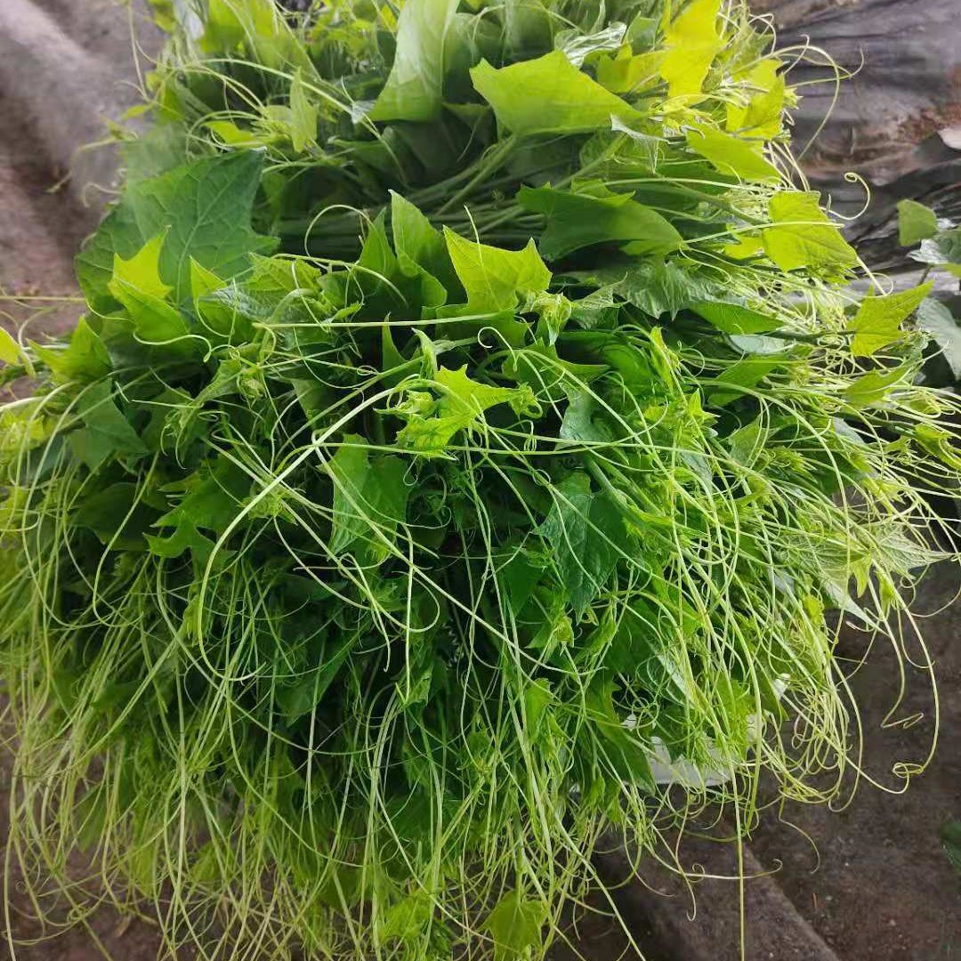 佛手瓜藤尖佛手瓜尖龙须菜500亩温棚种植保证品质