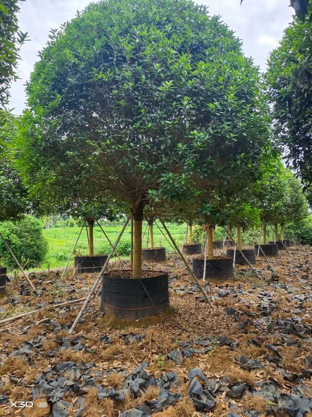 金桂 精品假植桂花树