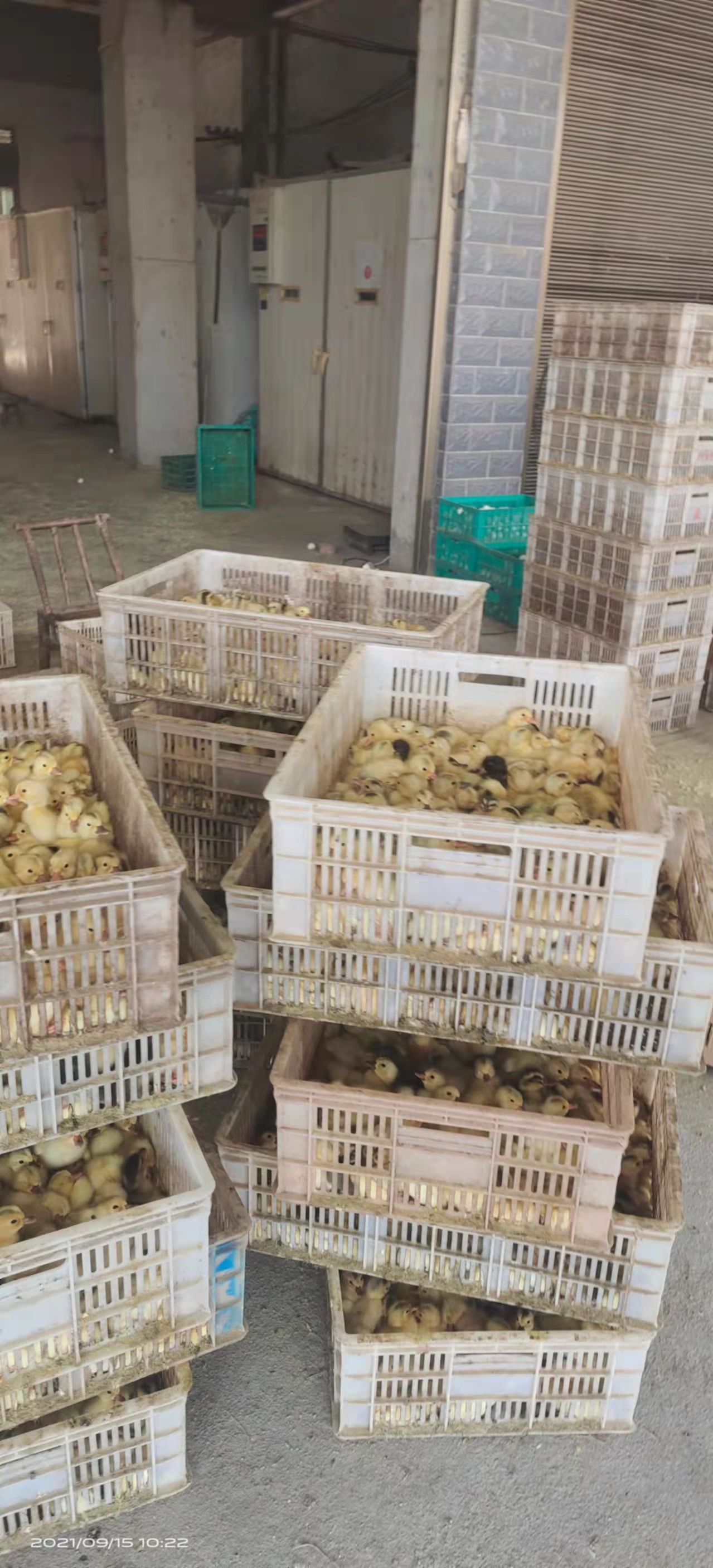 产蛋王蛋鸭苗 绿壳蛋鸭苗 青壳二号四号蛋鸭江南蛋鸭苗产蛋高