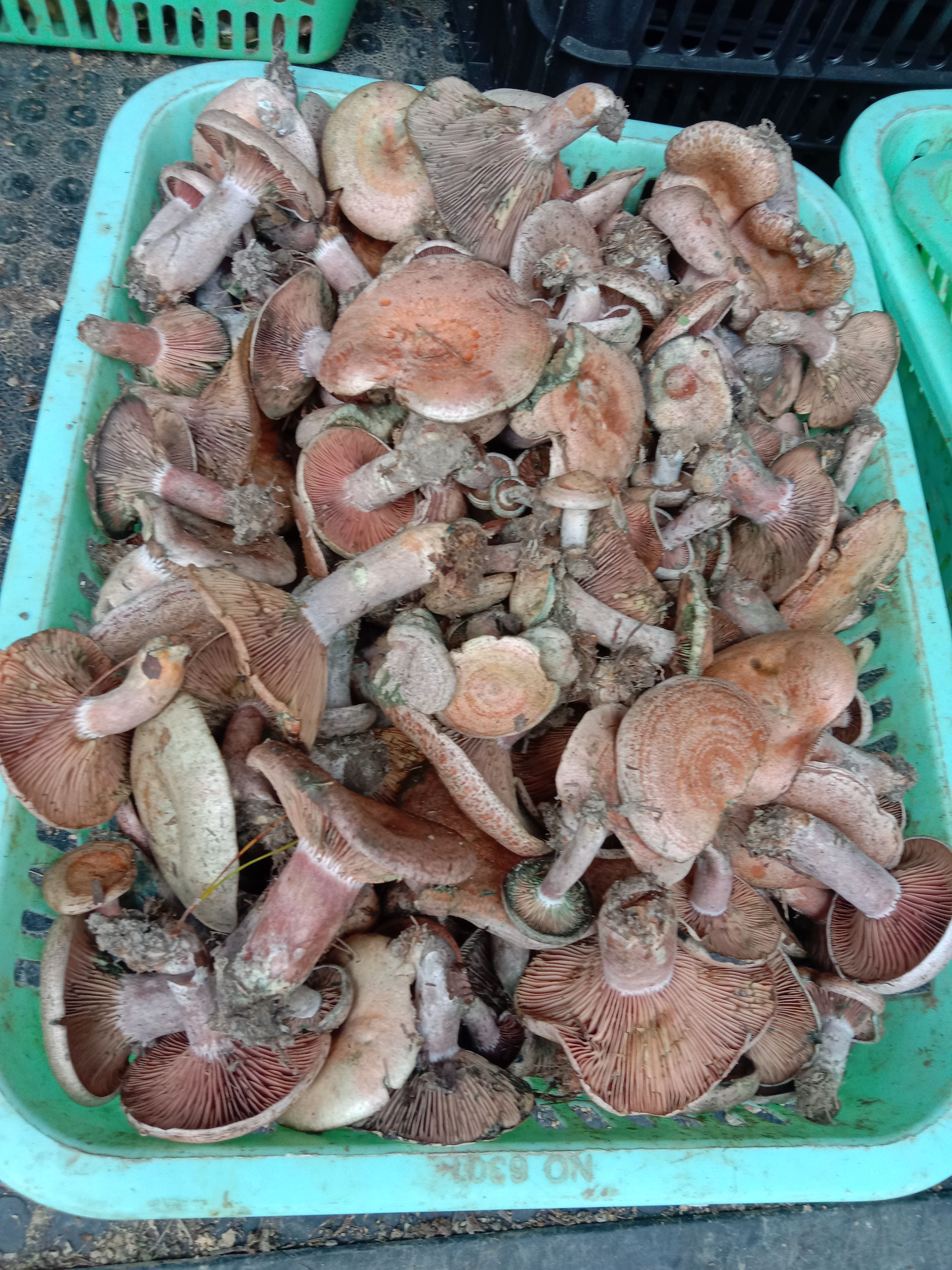 鲜平菇 新鲜松枞菌乌枞菌寒菌三九菇，