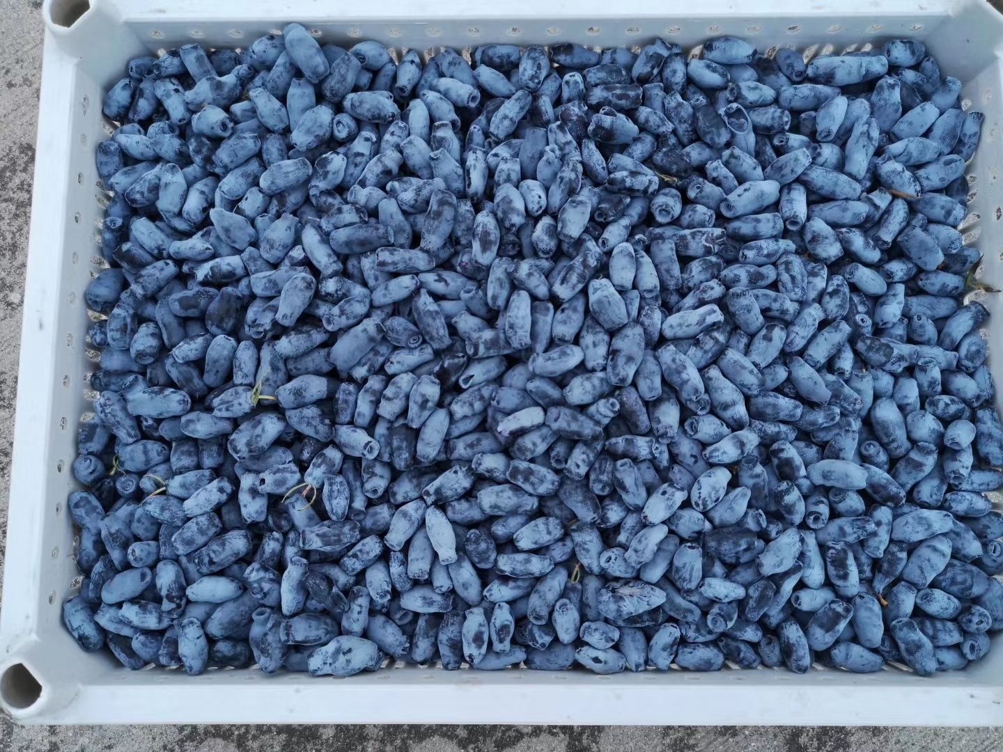 新品种大果蓝靛果苗，蓝靛果当年结果苗，山茄子苗，占地蓝靛果苗