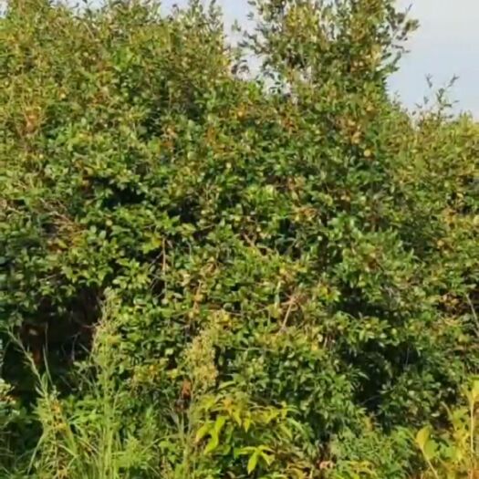 南昌山茶油  新鲜土榨茶子油欢迎单位/个人订购