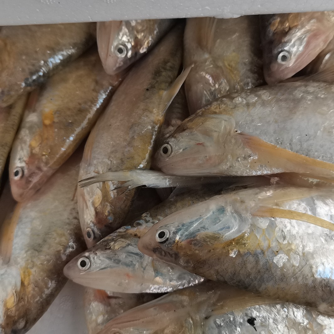 盐城鲚鱼 刀鱼大量有货需要的联系