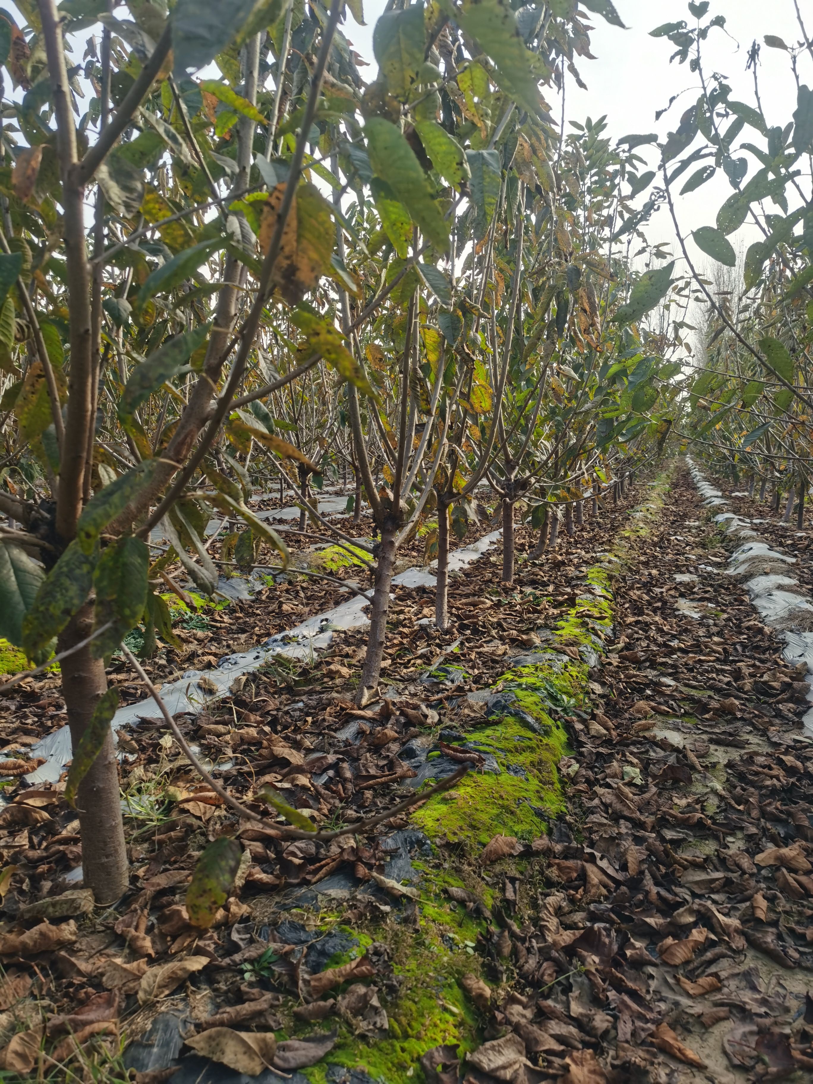 樱桃苗  3公分吉塞拉矮化樱桃树美植袋裸根数量大美早布鲁克斯