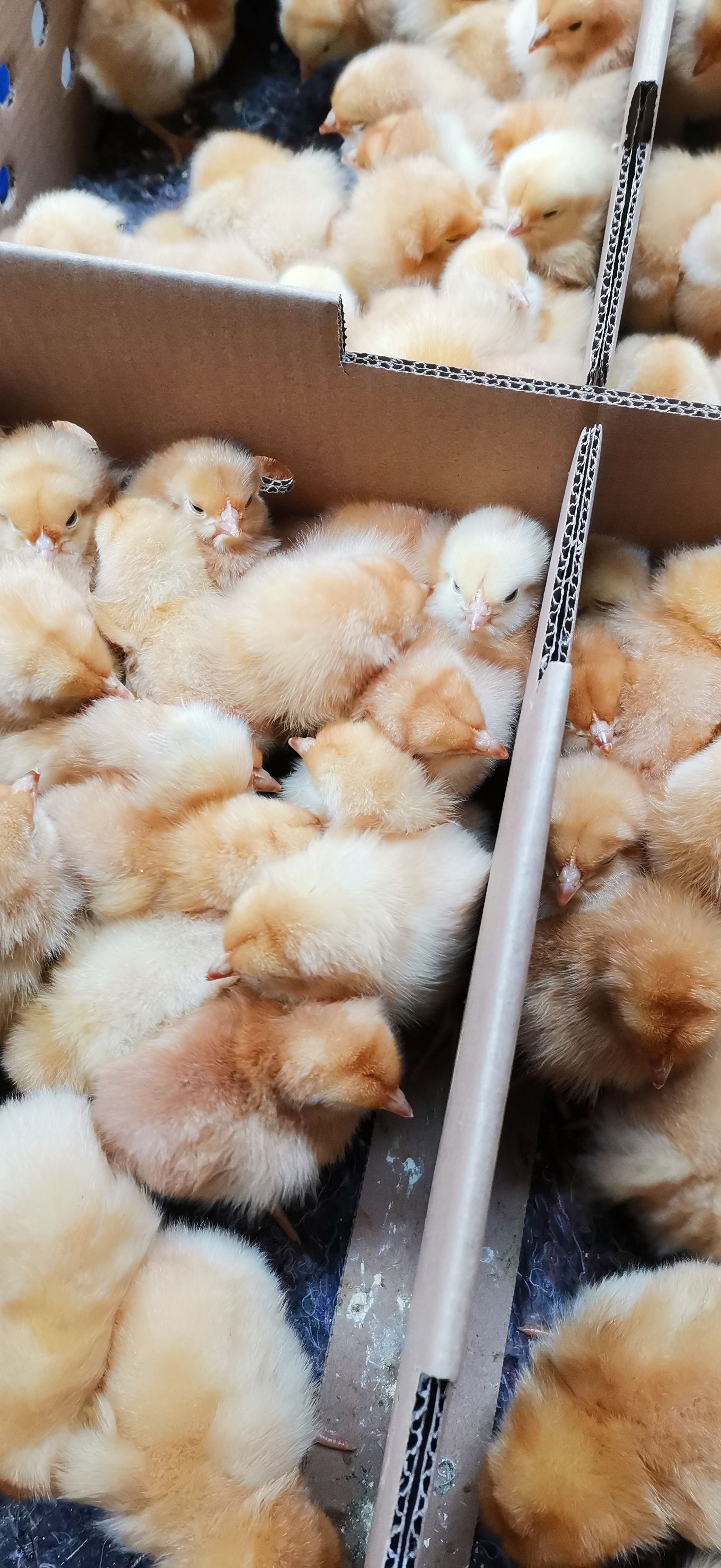 多蛋鸡苗 海兰灰蛋鸡苗 包发货包路损包打预苗