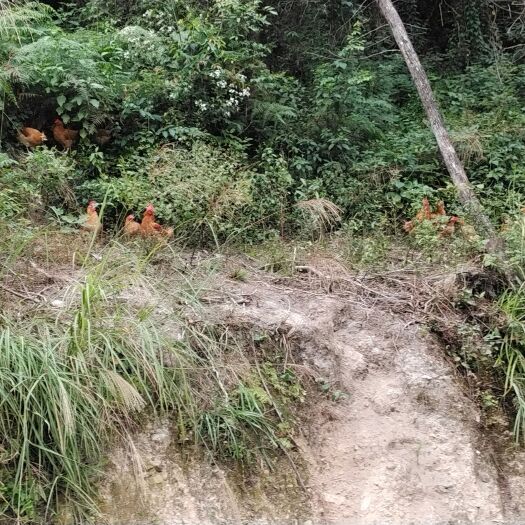 古丈县土鸡  湘西高山跑地鸡，纯玉米喂养。